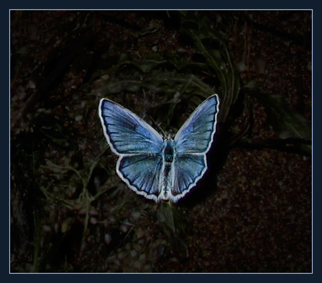 Western Tailed Blue Butterfly