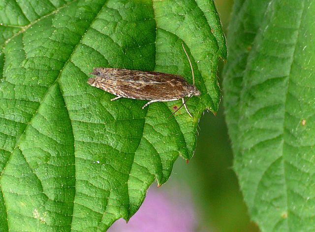 Eucosma hohenwartiana