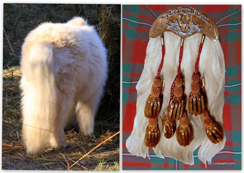 Ever wondered where a Seaforth Highlanders' Officer's dress sporran  got its hair?