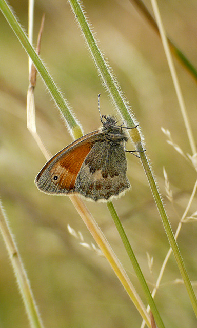 Small Heath