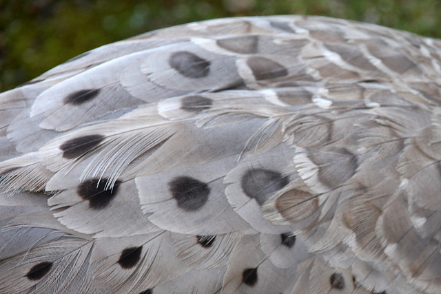 Goose feathers