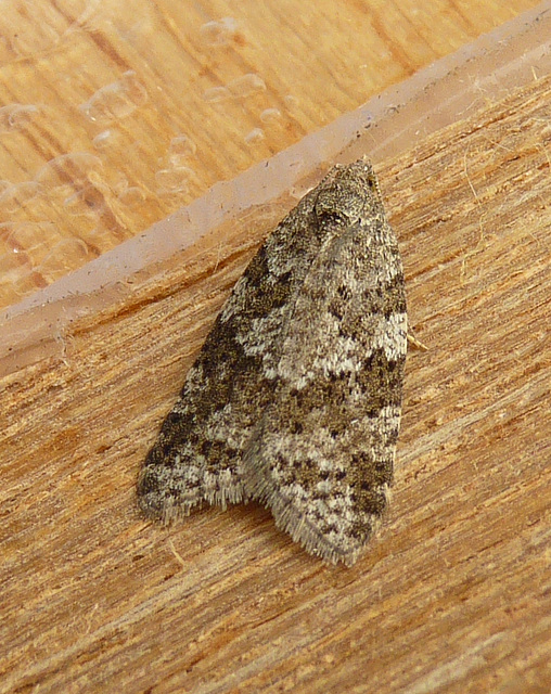 Cnephasia stephensiana - Grey Tortrix