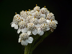 Yarrow