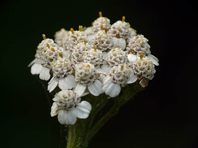 Yarrow