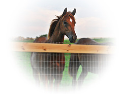 A Horse Greeting