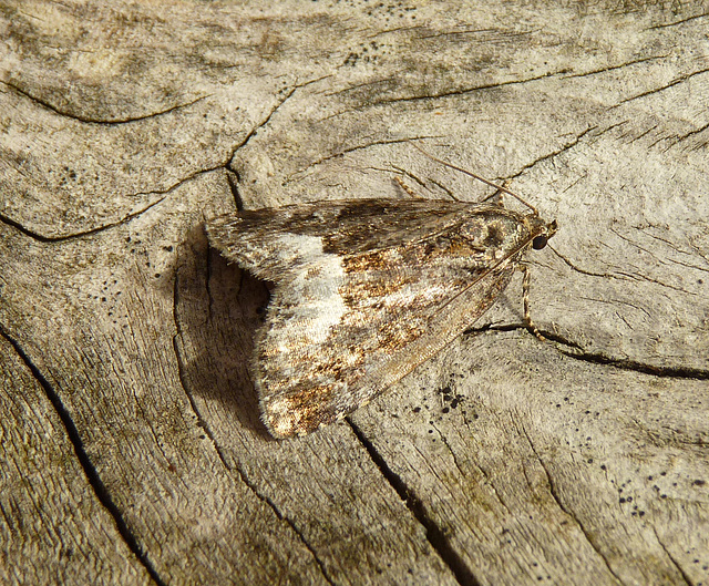 Marbled White Spot