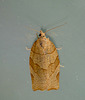 Chequered Fruit-tree Tortrix