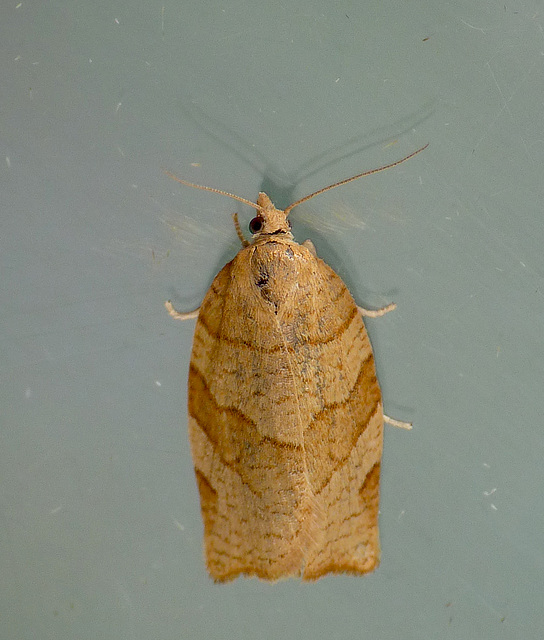 Chequered Fruit-tree Tortrix