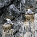 Kittiwakes Nesting #2