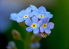 Patio Flowers -Garden Forget-Me-Not