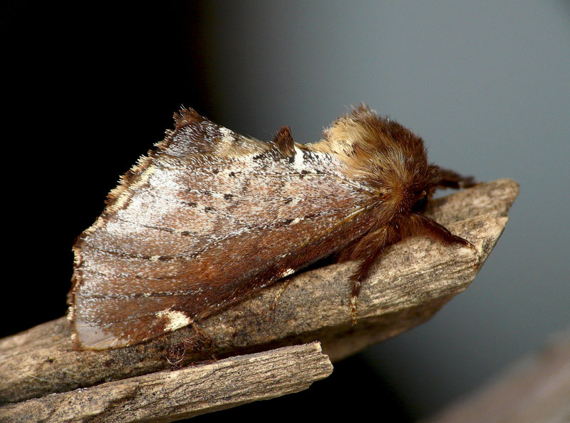 Scarce Prominent Side