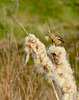 Great Bearded Chaffinch