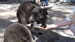 feeding the roos