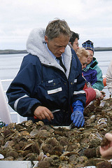 Sorting Out the Shellfish