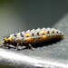 Patio Life: Ladybird Larva