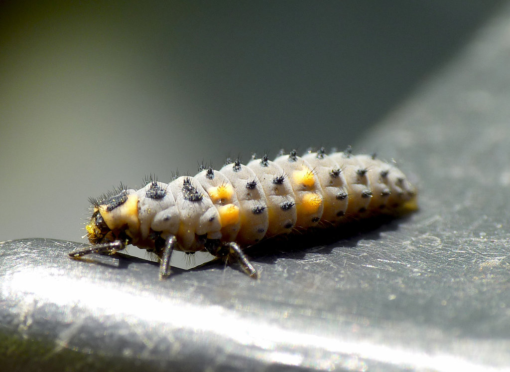 Patio Life: Ladybird Larva