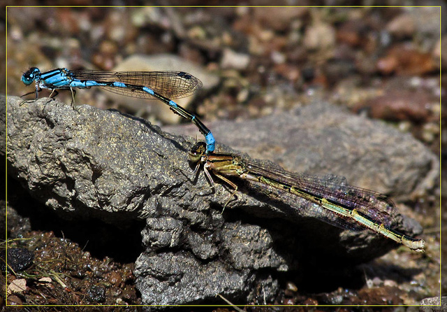 Mating Damselflies