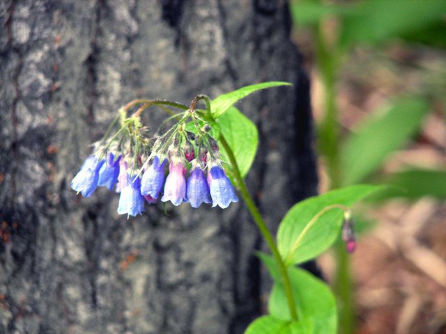 Alaska Bluebells