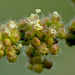 Patio Life: Nettle Flowers