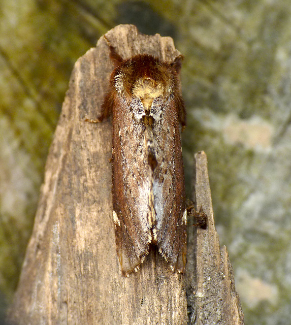 Scarce Prominent Top