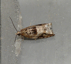 Holly Tortrix