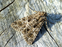 Lychnis Hadena bicruris