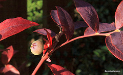 Confused Blueberry in late October