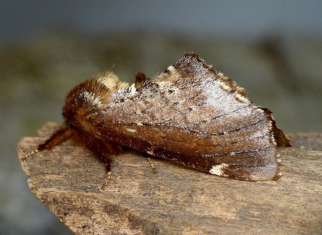 Scarce Prominent