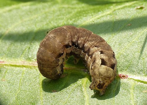 Unknown Caterpillar