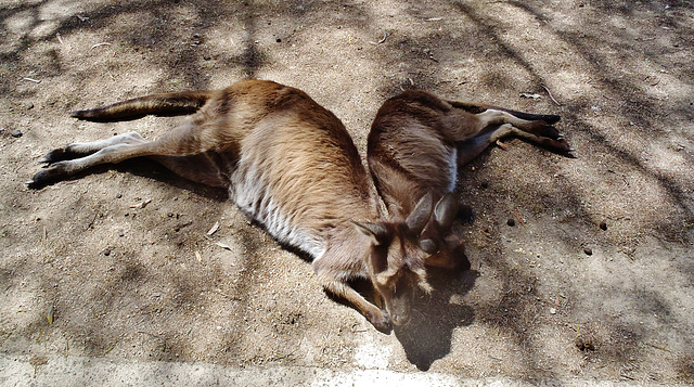 relaxing roos