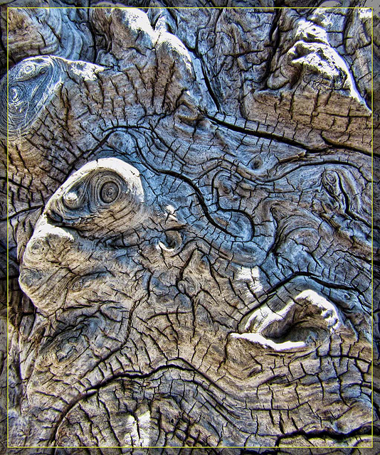 Driftwood Burl Texture