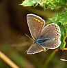 Common Blue Female