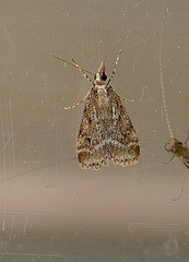 Eudonia pallida