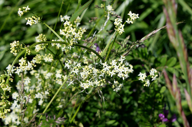 Galium mollugo- Gaillet commun