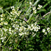 Galium mollugo- Gaillet commun