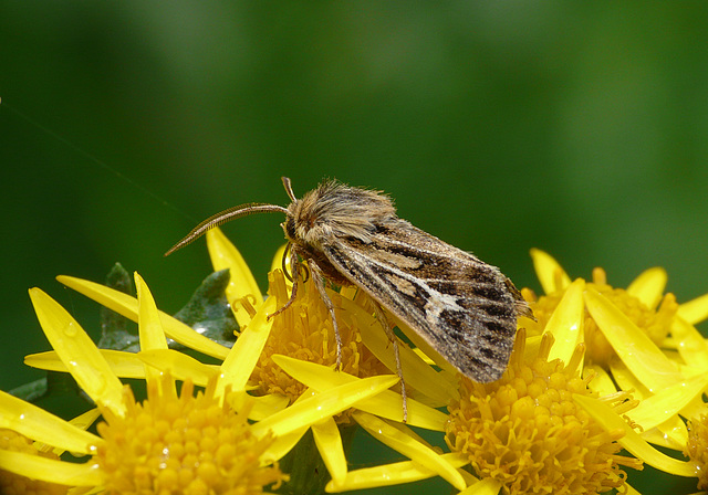 Antler Moth