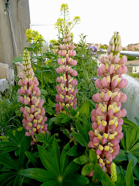 Patio Life: Lupins