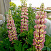 Patio Life: Lupins
