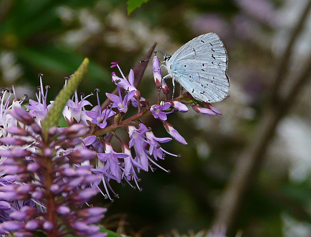 Holly Blue