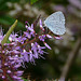 Holly Blue