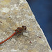 Common Darter Male -Top