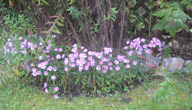 Kleine Herbstastern [Aster]