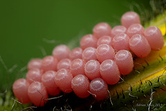 Shieldbug Eggs