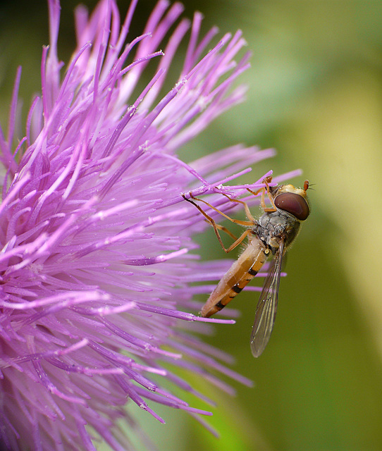 Hoverfly on Thistle