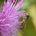 Hoverfly on Thistle