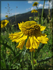 Cone flower