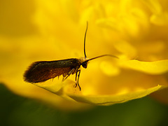 Micropterix calthella Moth