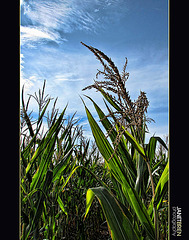 Corn Field