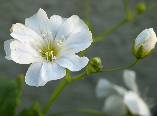 Patio Life: Baby's Breath