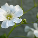 Patio Life: Baby's Breath